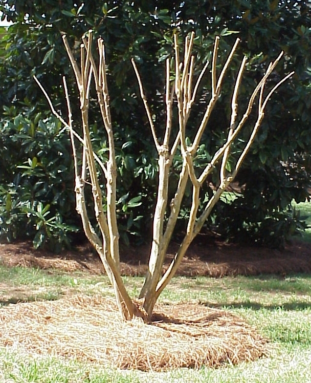 southern gardeners are contemplating pruning their crapemyrtles right now, gardening, this is right