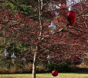 a great way to use your garden to decorate for the holidays recognize this tree, gardening