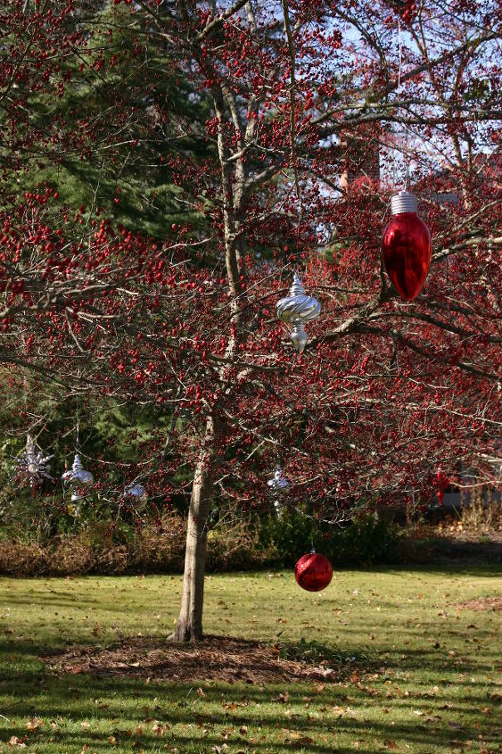 a great way to use your garden to decorate for the holidays recognize this tree, gardening
