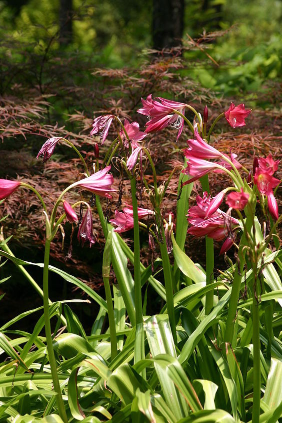for southern gardeners looking for a tough plant for summer blooms that holds up in, flowers, gardening, Crinum Ellen Bosanquet with Japanese maples