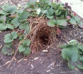 what critter s have taken refuge under our strawberries, gardening, pets animals