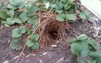 What critter(s) have taken refuge under our strawberries?