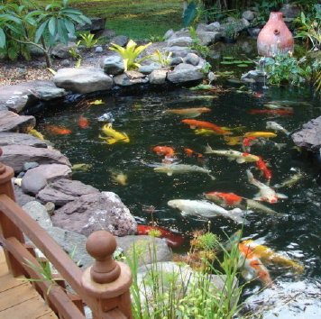 fall winter pond check list for the south, home maintenance repairs, outdoor living, ponds water features