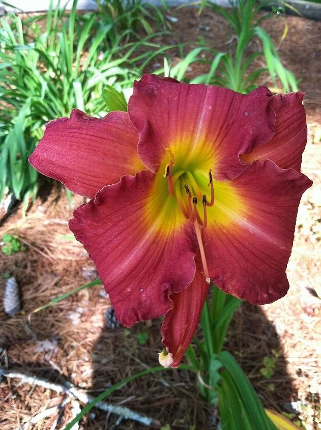 the start of the daylily blooms 2013, gardening, I crossed this one First year blooming Proud Mama Beautiful color