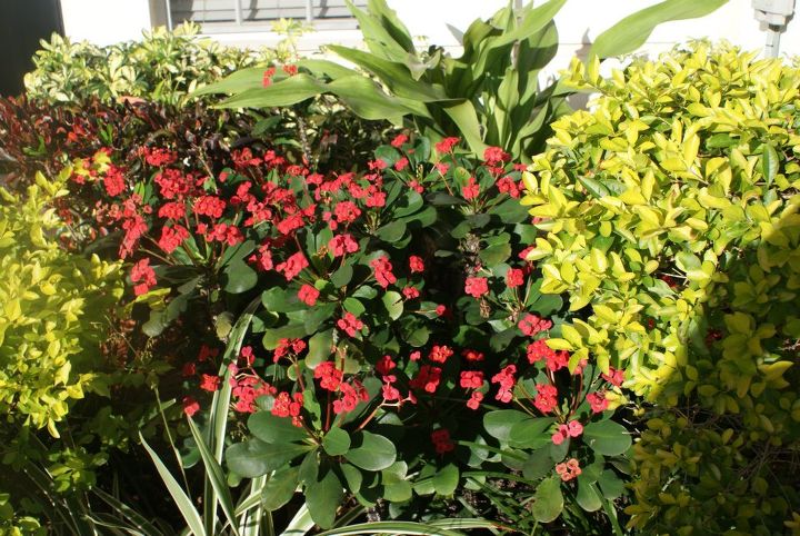new pictures, gardening, landscape, Crown of Thorns contrasting with Gold Mound Duranta one of my favorite combos
