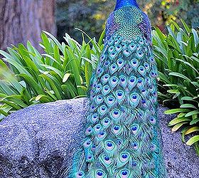 anything blue friday features, home decor, Beautiful peacock spotted on a Japanese garden tour from