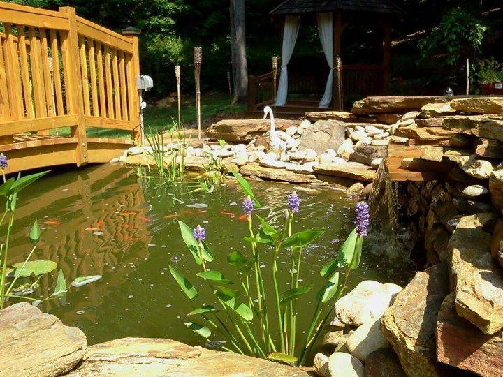 just updating pictures from last years pond project, outdoor living, ponds water features, I am just loving the colors the green water the orange of the fish and the purple flowers