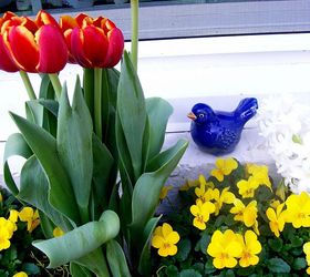 spring is on the way, gardening, Tulips and pansies brighten an early spring windowbox