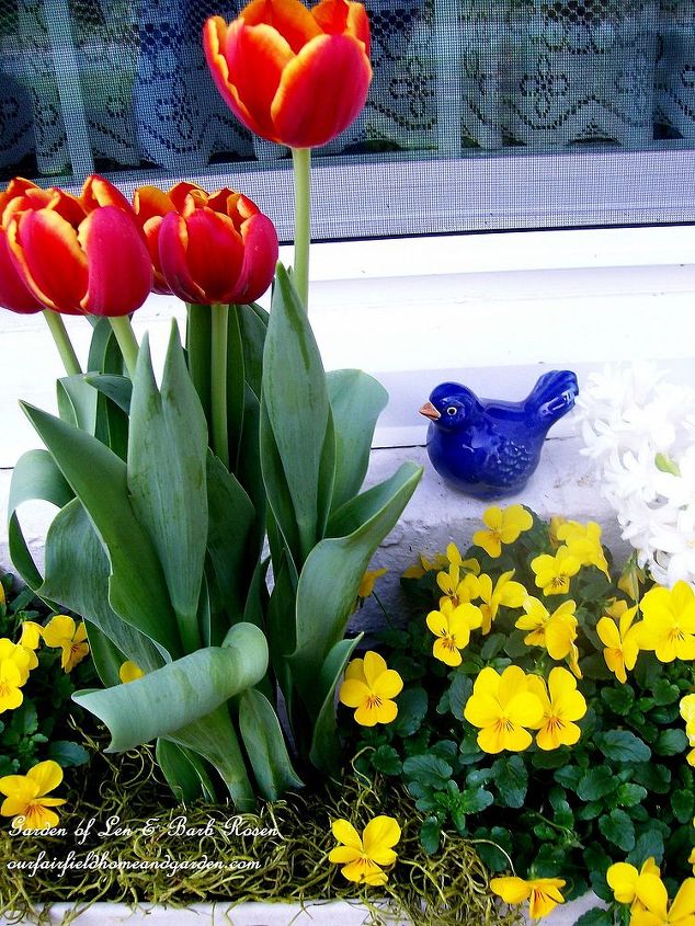 spring is on the way, gardening, Tulips and pansies brighten an early spring windowbox