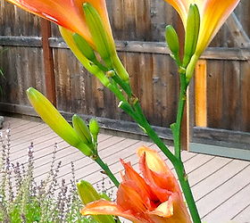 ﻿How to care for daylilies in the fall?