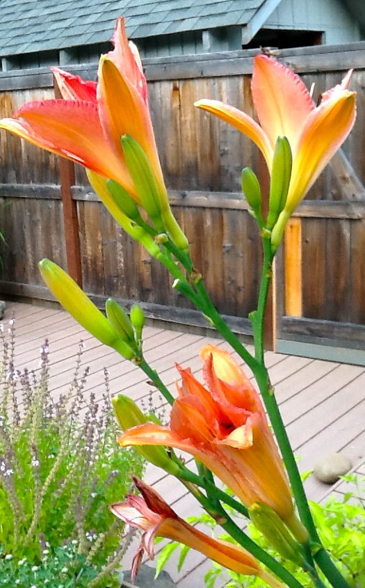 q how do you overwinter potted daylilies, gardening