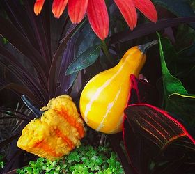using gourds in your fall planters, gardening, seasonal holiday decor, Gourds look amazing in fall planters