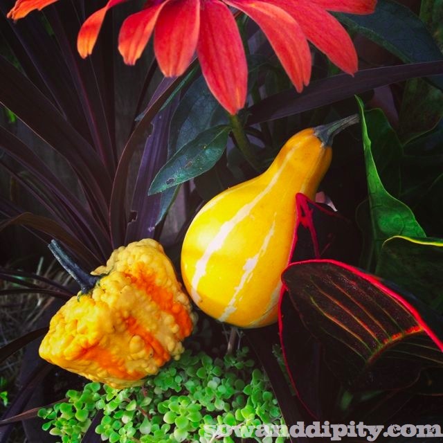 using gourds in your fall planters, gardening, seasonal holiday decor, Gourds look amazing in fall planters
