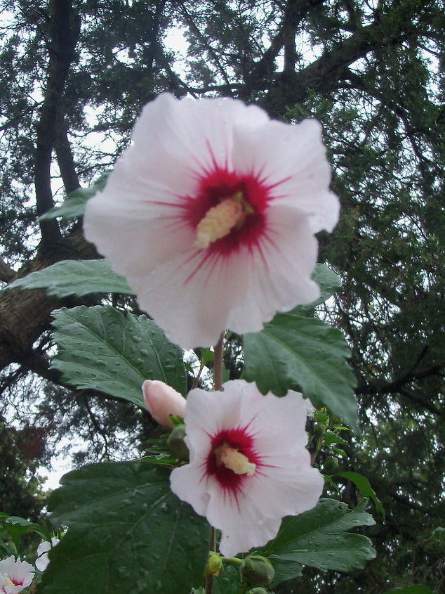 white in the garden, flowers, gardening, hydrangea, white rose of sharon