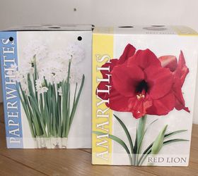 time to plant amaryllis for winter blooms, flowers, gardening, Your local nursery or grocery store should start stocking boxes of amaryllis bulbs very soon This is the easiest way to start your bulbs as everything is included in the kit