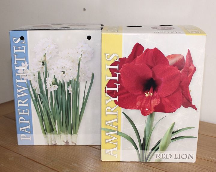 time to plant amaryllis for winter blooms, flowers, gardening, Your local nursery or grocery store should start stocking boxes of amaryllis bulbs very soon This is the easiest way to start your bulbs as everything is included in the kit