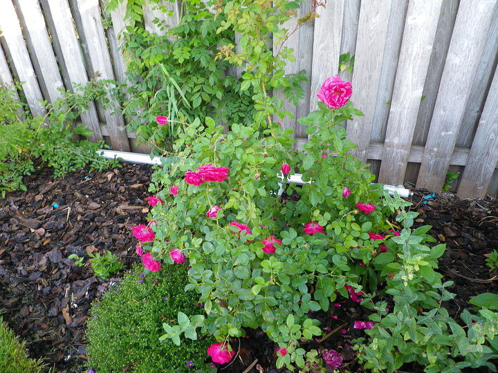 winter hardy rose examples, gardening, An Easy Elegance rose from Bailey s