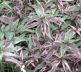 variegated foliage yea or nay, gardening, This one Don t get me started