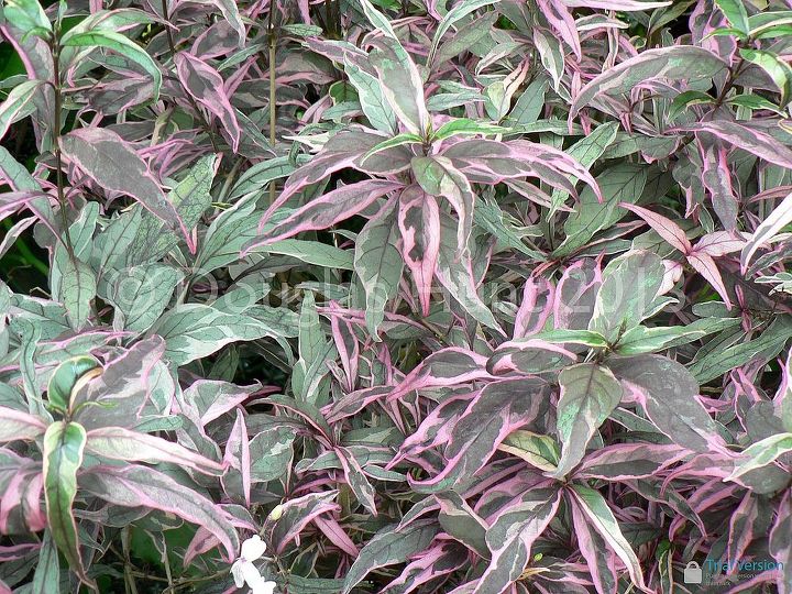 variegated foliage yea or nay, gardening, This one Don t get me started