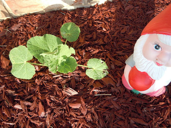 q anyone know what s making spider webs in my plants, flowers, gardening