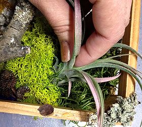 diy living wall with air plants, crafts, gardening, home decor, Air plants can be placed in moss pockets then removed for a quick water dip