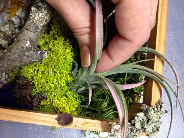 diy living wall with air plants, crafts, gardening, home decor, Air plants can be placed in moss pockets then removed for a quick water dip