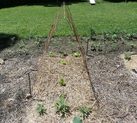 veg garden, gardening, The cukes should shade the lettuce once it gets growing