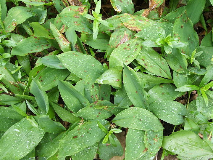 q i need help with two plant problems, gardening, Why are my Lilies of the Valley doing this after blooming The extension agent said we should dig them up and get rid of them I think there should be some way to treat them Any ideas