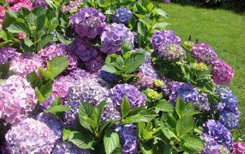 The love of  Beautiful Hydrangeas in the Garden :)