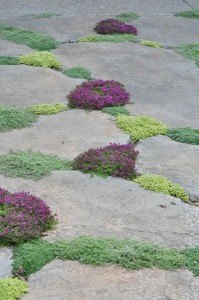 how to create a colorful and family friendly backyard, gardening, outdoor living, It has always been a dream of mine to create a stone walkway leading to the tree with the swing But it has to be dreamy looking This is a perfect way to trim the stones while adding color and incorporating useful herbs and plants