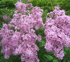 flowers to plant for butterflies, flowers, gardening, Butterflies love all types of lilacs French Korean or Chinese
