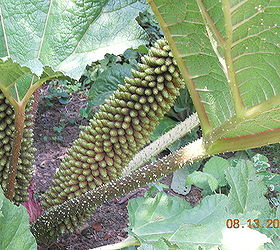 what in the world is this plant it is humongous oregon coast lincoln city, gardening
