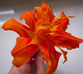 nombre de esta flor naranja oscuro
