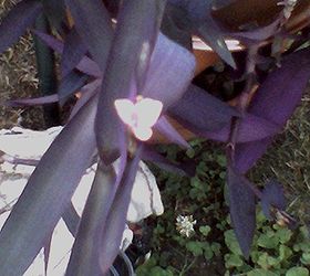 q unknown purple plant, flowers, gardening