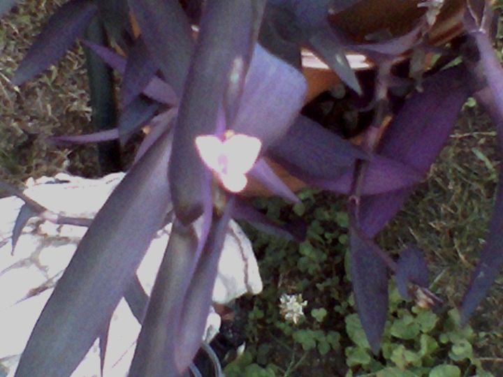 q unknown purple plant, flowers, gardening