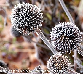 Echinacea