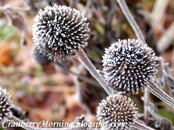 echinacea, gardening, Echinacea on a frosty November morning