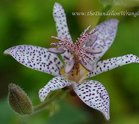 starlette s of the shade garden, flowers, gardening, Tricyrtus Toad Lily is a unique perennial in the shade garden It blooms from late summer to fall with spectacular orchid like blooms