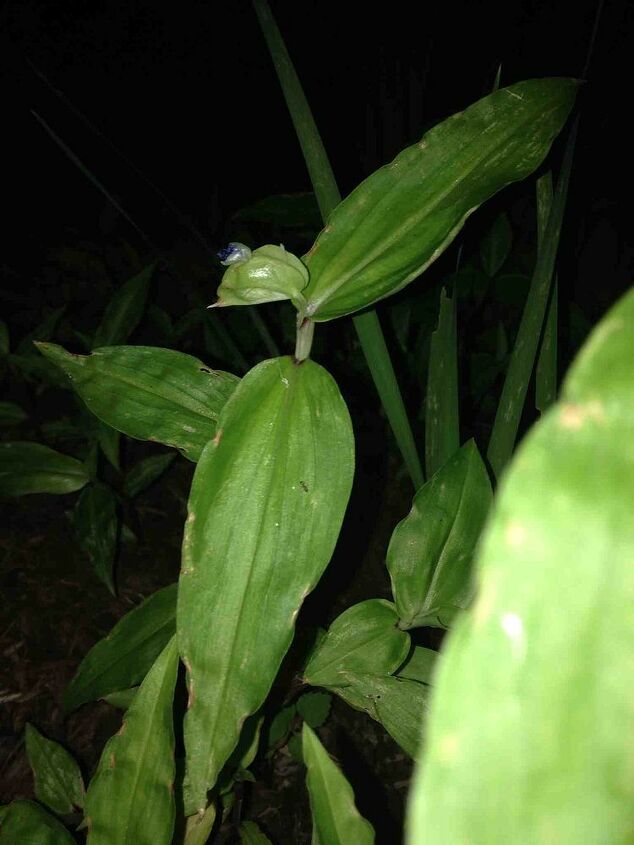 gardening, flowers, gardening, There are 3 opposing leaves