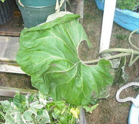 garden and pond from old home digging all up to take to new home, crafts, flowers, gardening, hibiscus, ponds water features, here is that plant I have no idea what it is mayb Douglas can tell me later huge leaves
