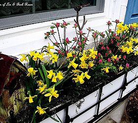 spring is on the way, gardening, Birdhouse tete a tete narcissus and budded azaleas in the window box
