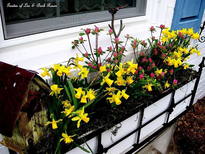 spring is on the way, gardening, Birdhouse tete a tete narcissus and budded azaleas in the window box