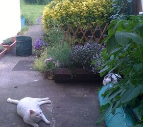 jasper in the garden, gardening, pets animals