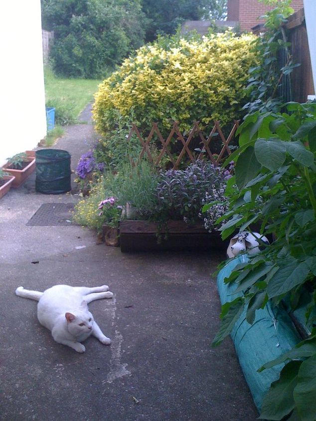 jasper in the garden, gardening, pets animals