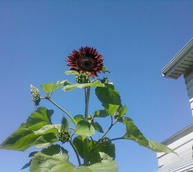 my tallest sunflower, gardening