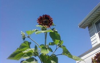 My tallest sunflower