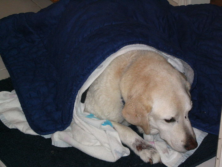 farewell to my great friend amp companion, pets animals, He loved to be tucked in