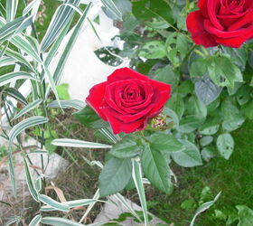 sharing my roses and flowers with garden 4, flowers, gardening
