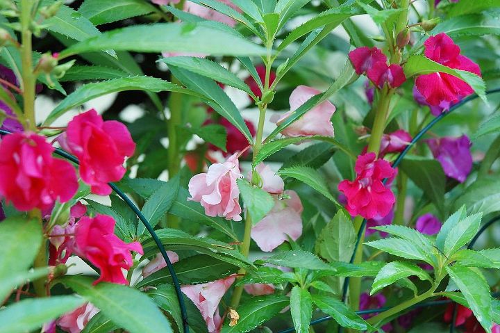 q plant identification, flowers, gardening, perennial, Here are the light pink ones