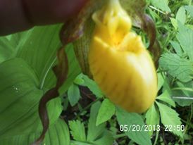 just some of the flowers in our yard, flowers, gardening, Lady Slipper